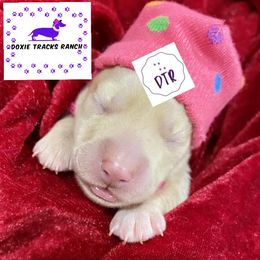 Dachshund Puppies from Doxie Tracks Ranch