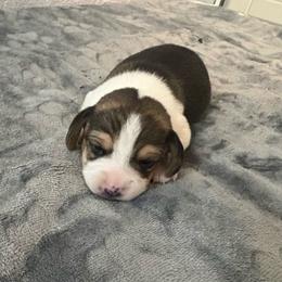 Pocket Beagle Male - Black tan and white male Beagle puppy in Gentry, Arkansas from HC Puppy Ranch
