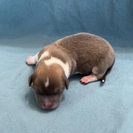 Male 1 Bluie with Strip - Blue male Pembroke Welsh Corgi puppy in Moundville, Alabama from Cartee Corgis - Debi Cartee Mills