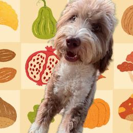 HAZEL - Aussiedoodle
