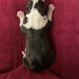 Kelly Clarkson - Brindle female Boxer puppy in Willard, North Carolina from Boone’s Boxers of North Carolina