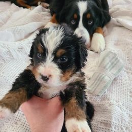 Blue - Black rust and white male Bernese Mountain Dog puppy in Auburn, Washington from MSM Bernese Mountain Dogs