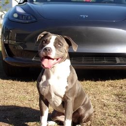 Licious - Blue American Bully puppy in Springhill, Florida from War Hammer Bullies