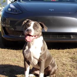 Licious - Blue American Bully puppy in Springhill, Florida from War Hammer Bullies