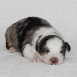 2026 - Blue merle female Australian Shepherd puppy in Circleville, Utah from Canyon Creek Aussies
