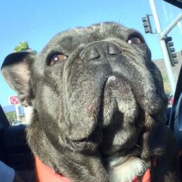 French Bulldogs from Mr.BiggzBlueFrenchie
