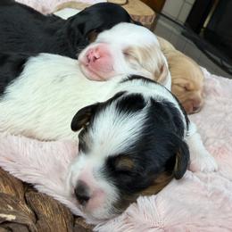 Lil Panda Bear - Black and tan brindle female Havapoo puppy in Spokane, Washington from Havaluv Puppies