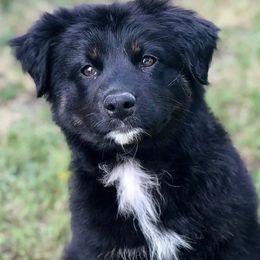 Australian Shepherds, Dachshunds, and Miniature Australian Shepherds from Outlaw Aussies & Doxies