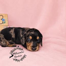 Girl 2 - Dapple female Dachshund puppy in Valrico, Florida from Bloomin Doxies