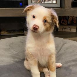Australian Shepherd and Miniature Australian Shepherd Puppies from Aussie Trail Farms