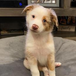 Australian Shepherd and Miniature Australian Shepherd Puppies from Aussie Trail Farms