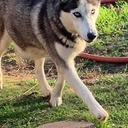 Siberian Huskies from Great Warriors