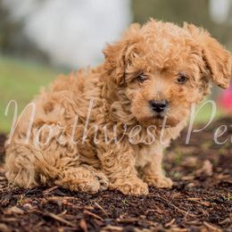Poodle Puppies from Moore Poodles