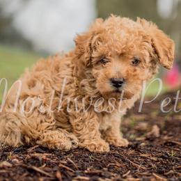 Poodle Puppies from Moore Poodles