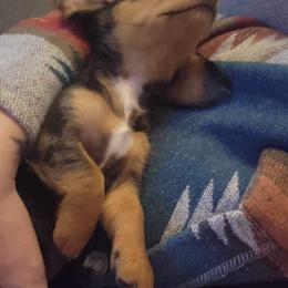 Dachshund Puppies from LPS weenies