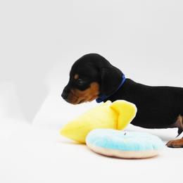 AKC Bandit - Black and tan male Dachshund puppy in Billings, Missouri from Bundles of Joy