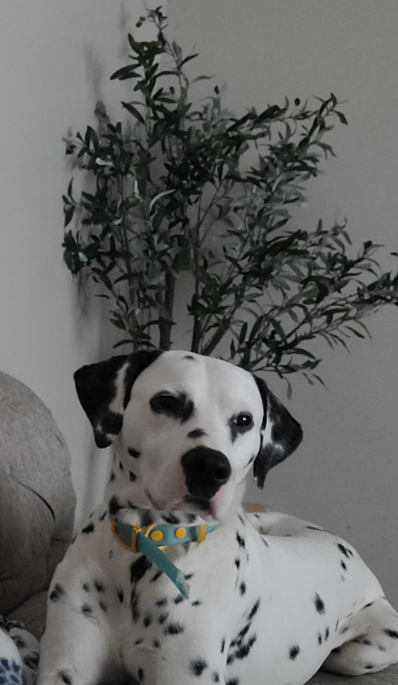 Blue - Dalmatian