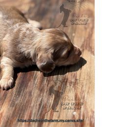 Dachshund Puppies from Dachs on the Farm
