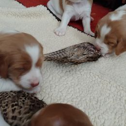 Brittany Puppies from Buster Pointe Brittanys