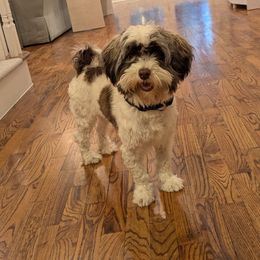 Havanese puppies from Havanese Puppies of Austin Texas