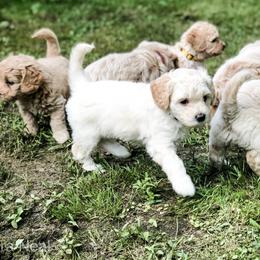 Goldendoodle Puppies from Coal Country Doodles