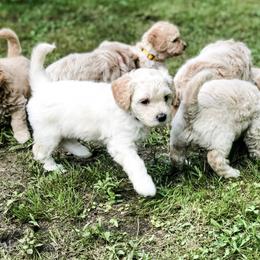 Goldendoodle Puppies from Coal Country Doodles
