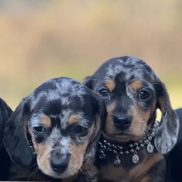 Delta - Dapple female Dachshund puppy in Choccolocco, Alabama from Ace’s Doxies