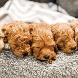 Cavapoos and Goldendoodles from Fitzdoodles