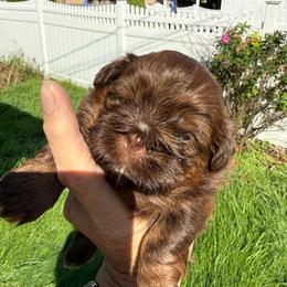 Roux - Liver female Shih Tzu puppy in Glens Falls, New York from Shih Tzus N Giggles