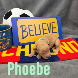 Phoebe - Golden female Golden Retriever puppy in Salt Lake City, Utah from Soaring golden retrievers