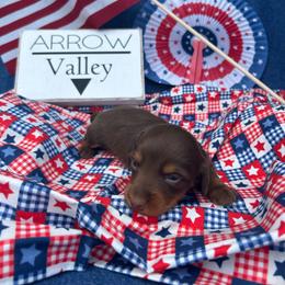 Choc tan long - Chocolate and tan female Dachshund puppy in Spicer, Minnesota from Arrow Valley