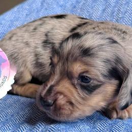 Boy 2 - Dapple male Dachshund puppy in Houston, Texas from L&L 4D Dancer’s Dachshunds