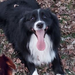 Bullitt - Miniature Australian Shepherd