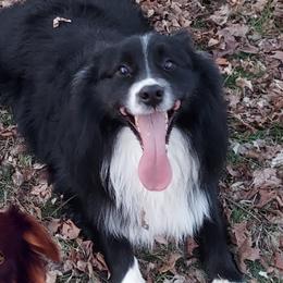 Bullitt - Miniature Australian Shepherd