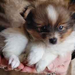 Pomeranians from Blades poms
