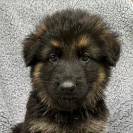 Boy 2 - Black and tan male German Shepherd puppy in Allentown, Pennsylvania from VMH Shepherds