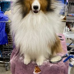 Shetland Sheepdog All Grown Up from Millennium Shelties