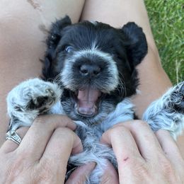 Portuguese Water Dog Puppies from Yellowstone Porties