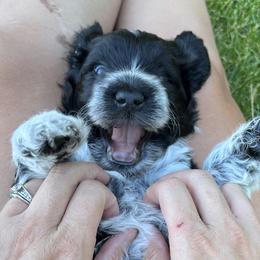 Portuguese Water Dog Puppies from Yellowstone Porties