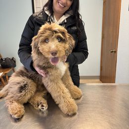 Aussiedoodle Puppies from Sassy Pants Pups