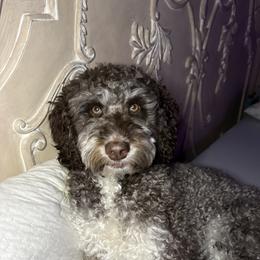 Bernedoodles from Doodles on Rock Creek
