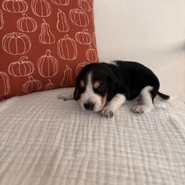 Beagle Puppies from Whitney Ranch Beagles