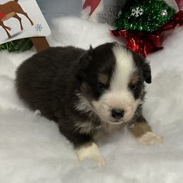 Delta - Black tri female Miniature Australian Shepherd puppy in Signal Mountain, Tennessee from D & D Miniature and Toy Australian Sheppards