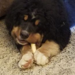 Bernese Mountain Dogs from DeAm Bernese
