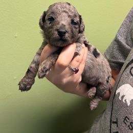 Merle girl - Merle female Goldendoodle puppy in Maineville, Ohio from Danielle's Doodles