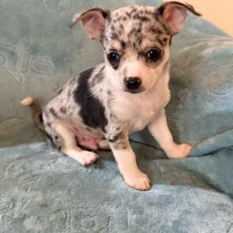 Louis AKC - Blue merle male Chihuahua puppy in Seneca, Missouri from Stephanie’s Puppy Colony