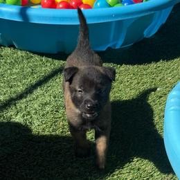 4th pick Male - Fawn sable male Belgian Malinois puppy in Boise, Idaho from Wings of Freedom Retrievers and Malinois