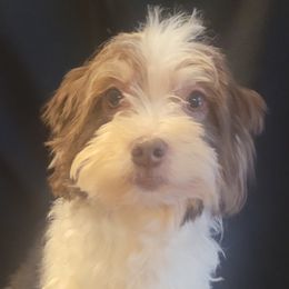 Lilly - Havapoo