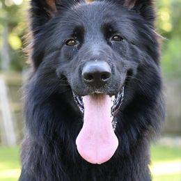 Cricket - German Shepherd