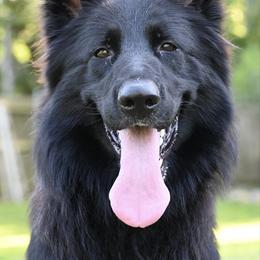 Cricket - German Shepherd